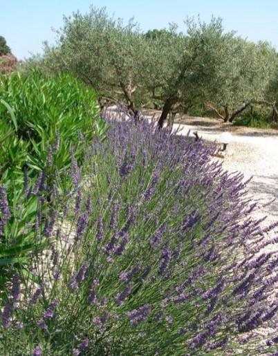 Le Mazet 40 Βίλα Saint-Rémy-de-Provence Εξωτερικό φωτογραφία