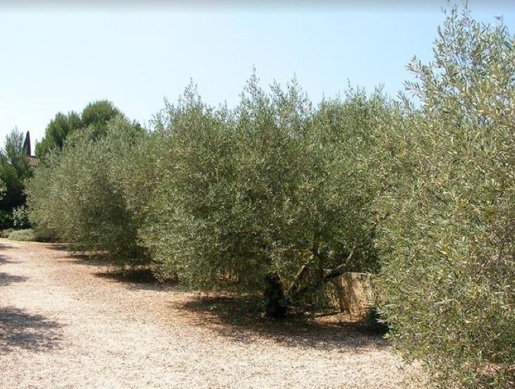 Le Mazet 40 Βίλα Saint-Rémy-de-Provence Εξωτερικό φωτογραφία